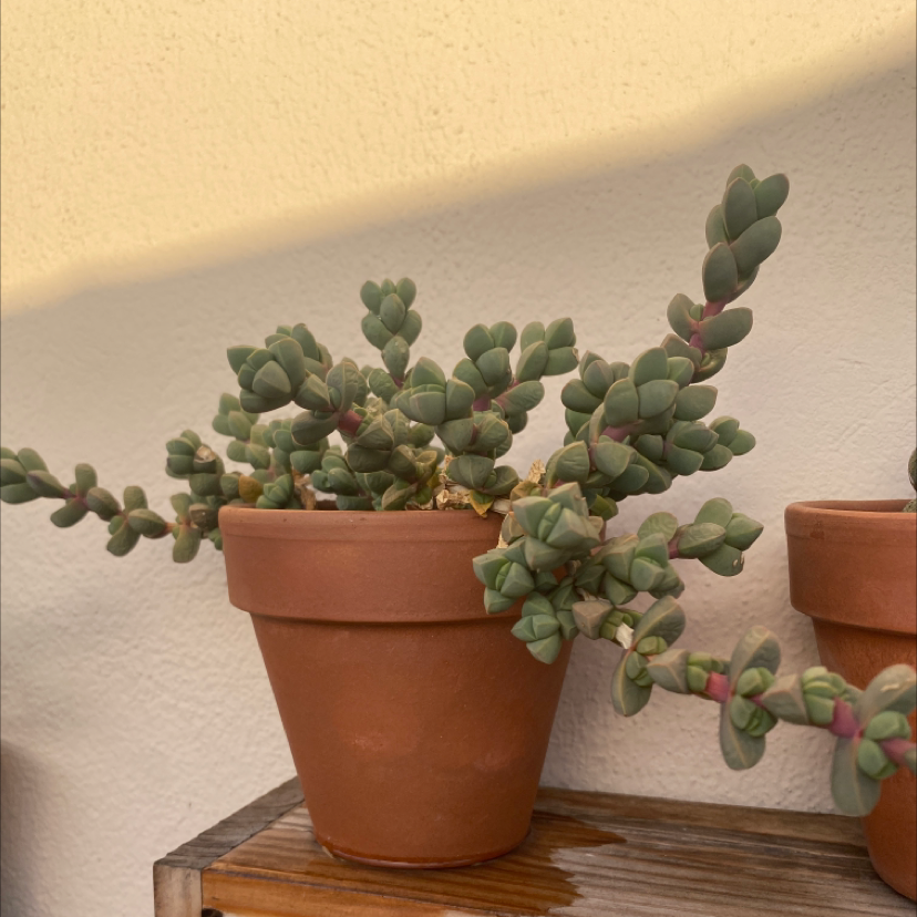 Deltoid-Leaved Dew Plant in a terracotta pot, healthy and well-framed.