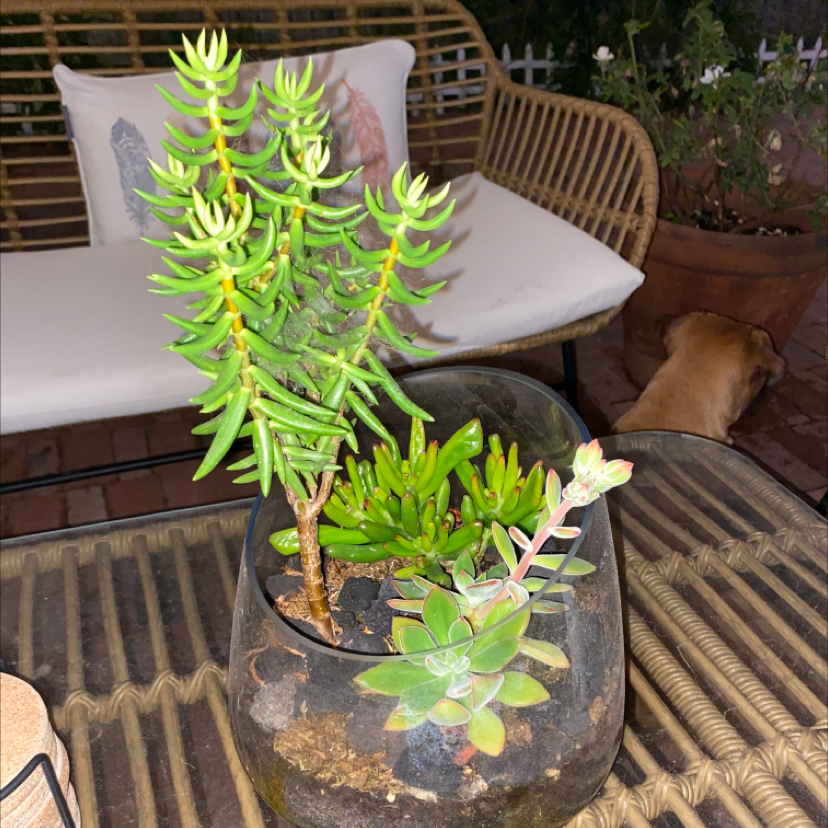 Photo of the plant species Miniature Pine Tree by @AdrianC33 named Your plant on Greg, the plant care app