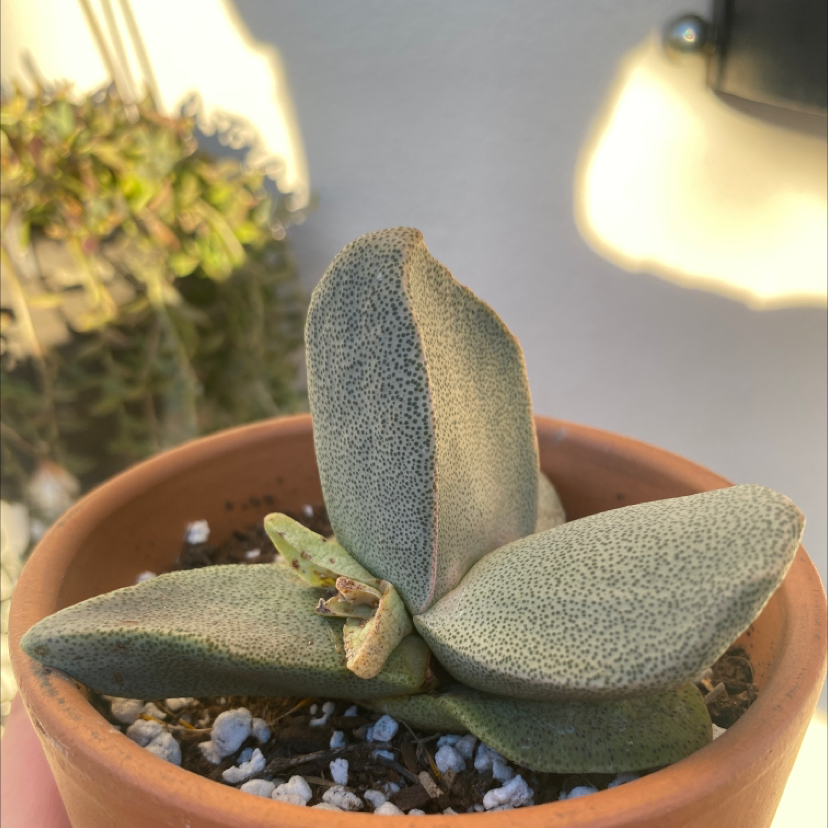 Photo of the plant species Kouga Gasteria by @AdrianC33 named Your plant on Greg, the plant care app