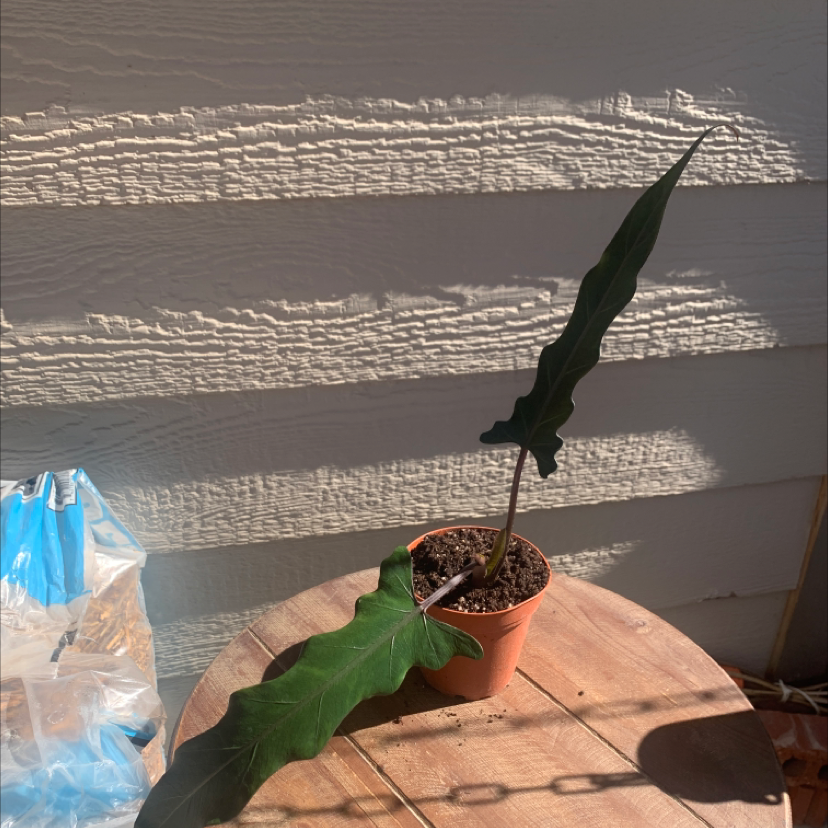 Purple Sword plant photo by @GoodIvy named Purple Sword on Greg, the plant care app.