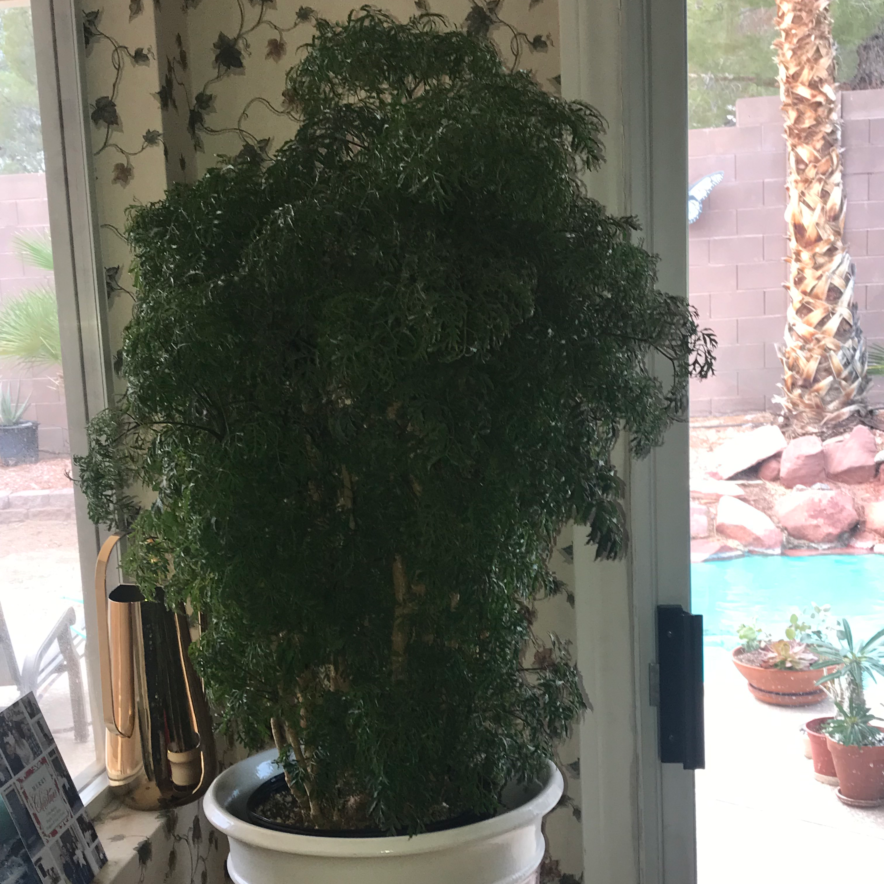 Ming Aralia plant photo by @ValiantTomato named My Ming Aralia on Greg, the plant care app.