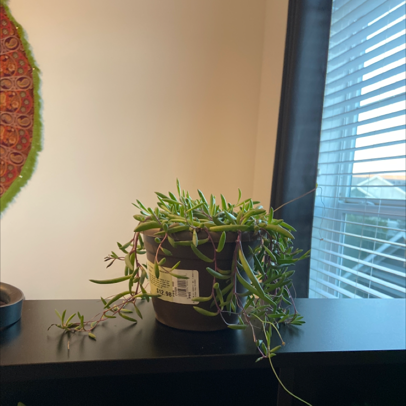 Potted ruby necklace plant indoors near a window, healthy green leaves.