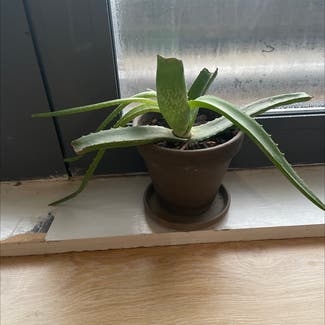 Aloe Vera plant in Cardiff, Wales