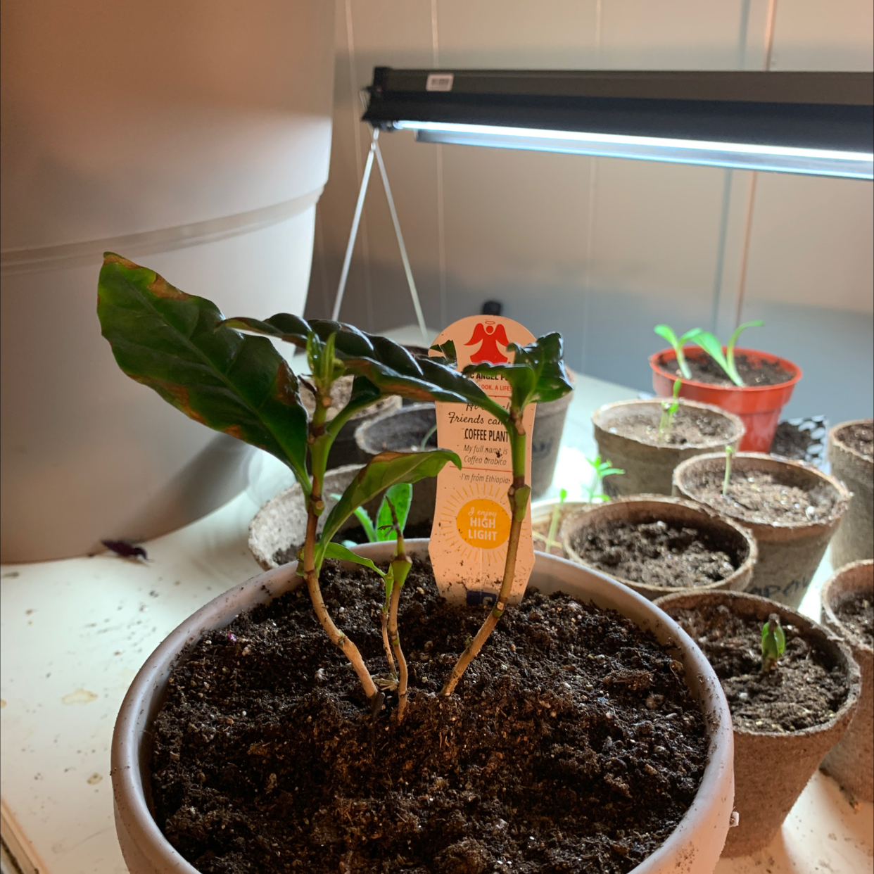 Arabian Coffee Plant plant photo by @Spoiledrotten named Coffee on Greg, the plant care app.