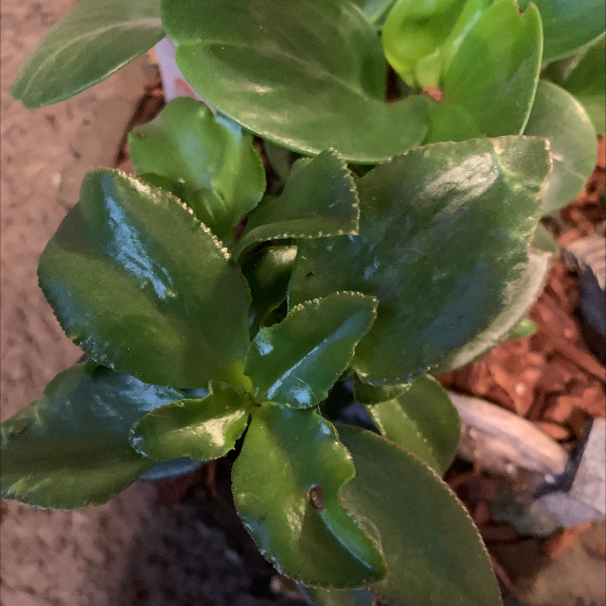 Ripple Jade plant with healthy, glossy green leaves.