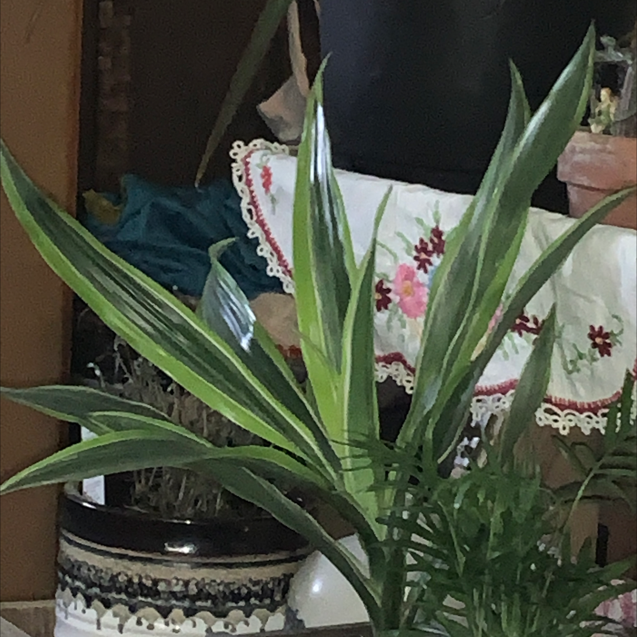 Cornstalk Dracaena plant photo by @Spoiledrotten named Yellow on Greg, the plant care app.