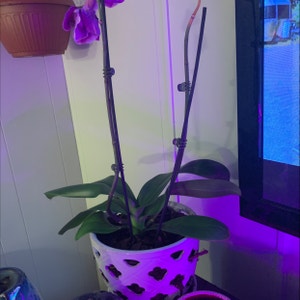 Early-Purple Orchid plant photo by @Spoiledrotten named Pete on Greg, the plant care app.