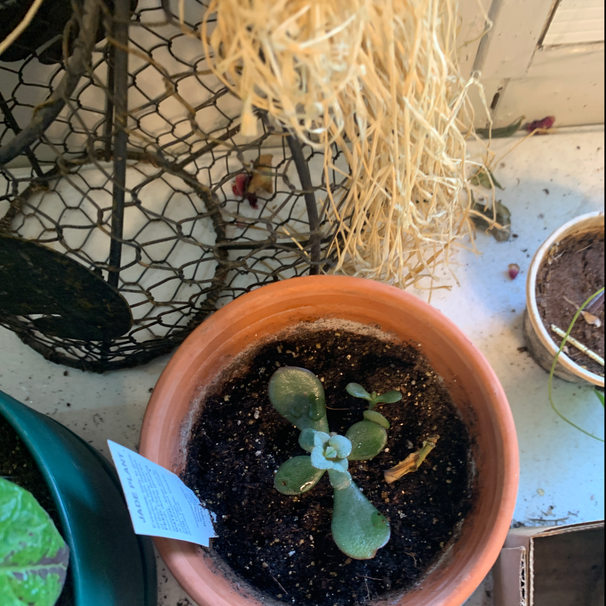 Lucky Plant plant photo by @Spoiledrotten named Jade on Greg, the plant care app.