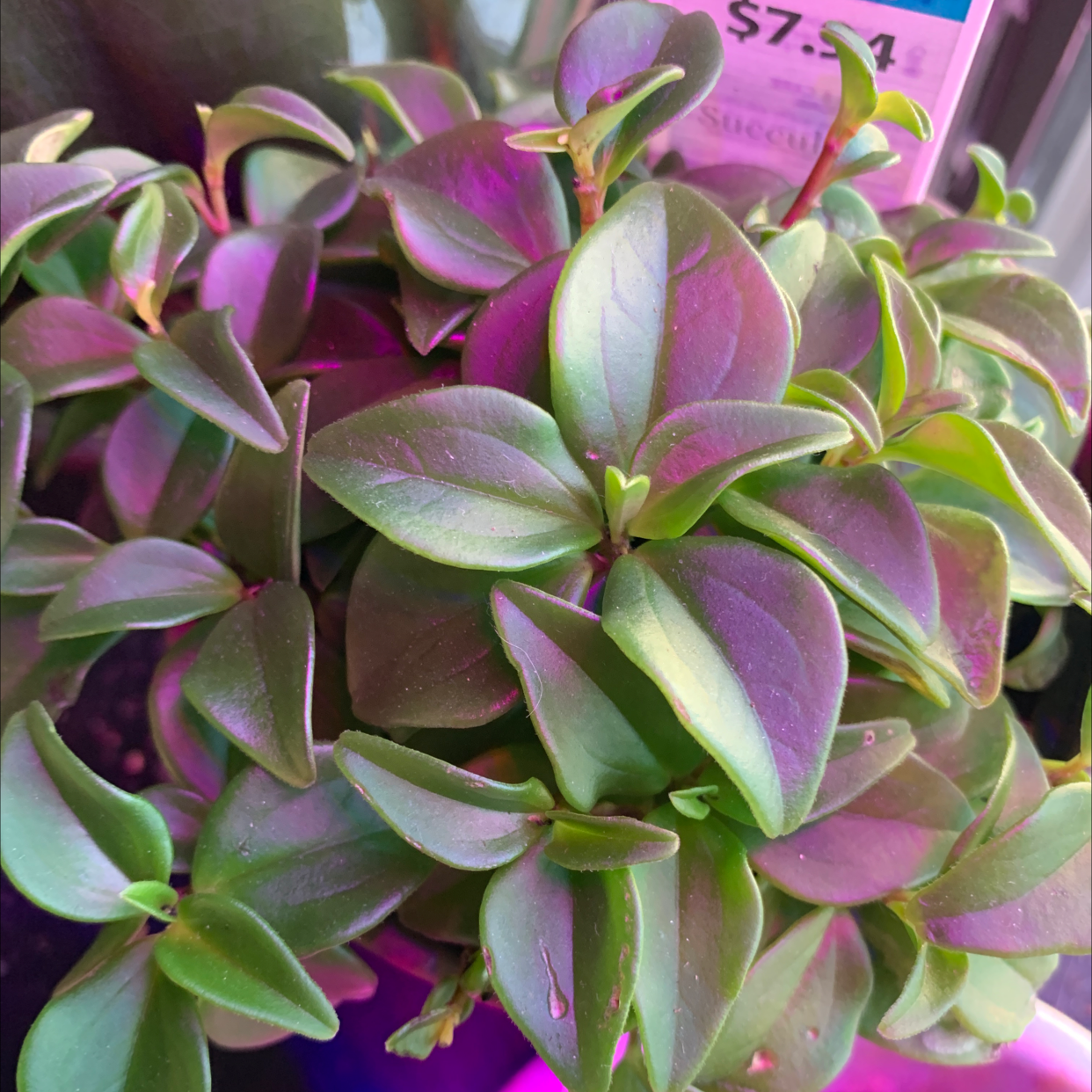 Photo of the plant species Baby Sun Rose by @Spoiledrotten named Sun Rose on Greg, the plant care app