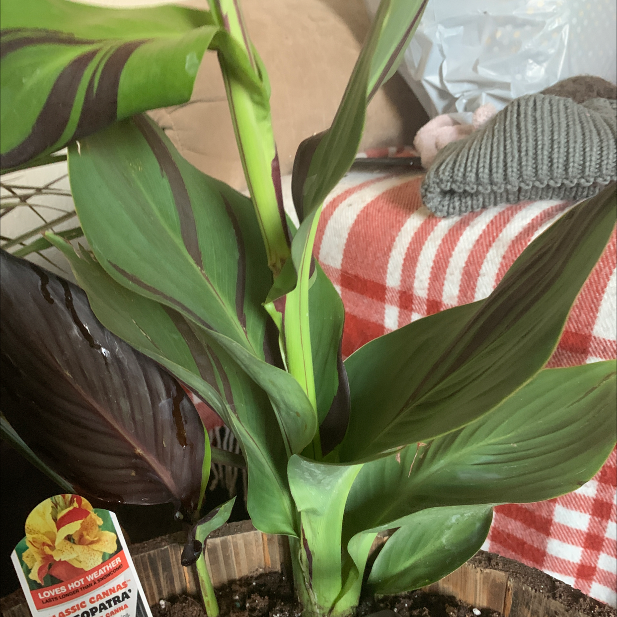 Photo of the plant species Canna Lily by @Spoiledrotten named Cleopatra on Greg, the plant care app