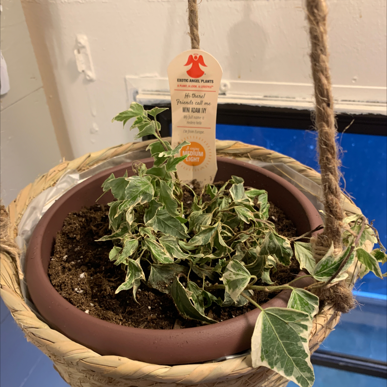 English Ivy plant photo by @Spoiledrotten named Adam on Greg, the plant care app.