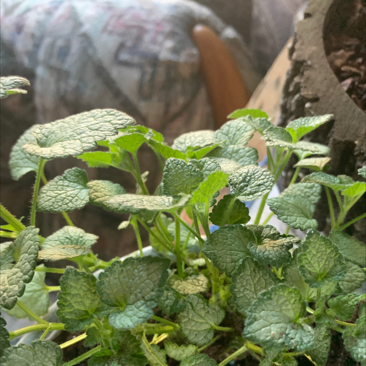 Image of a healthy Spotted Deadnettle plant with textured green leaves.