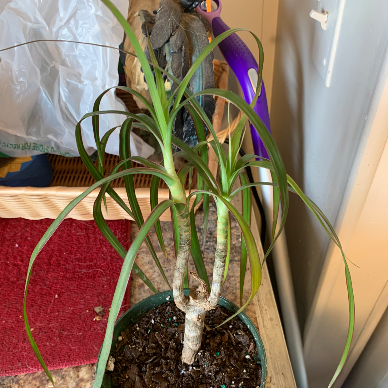 Bottle Palm Tree plant photo by @Spoiledrotten named Willow on Greg, the plant care app.