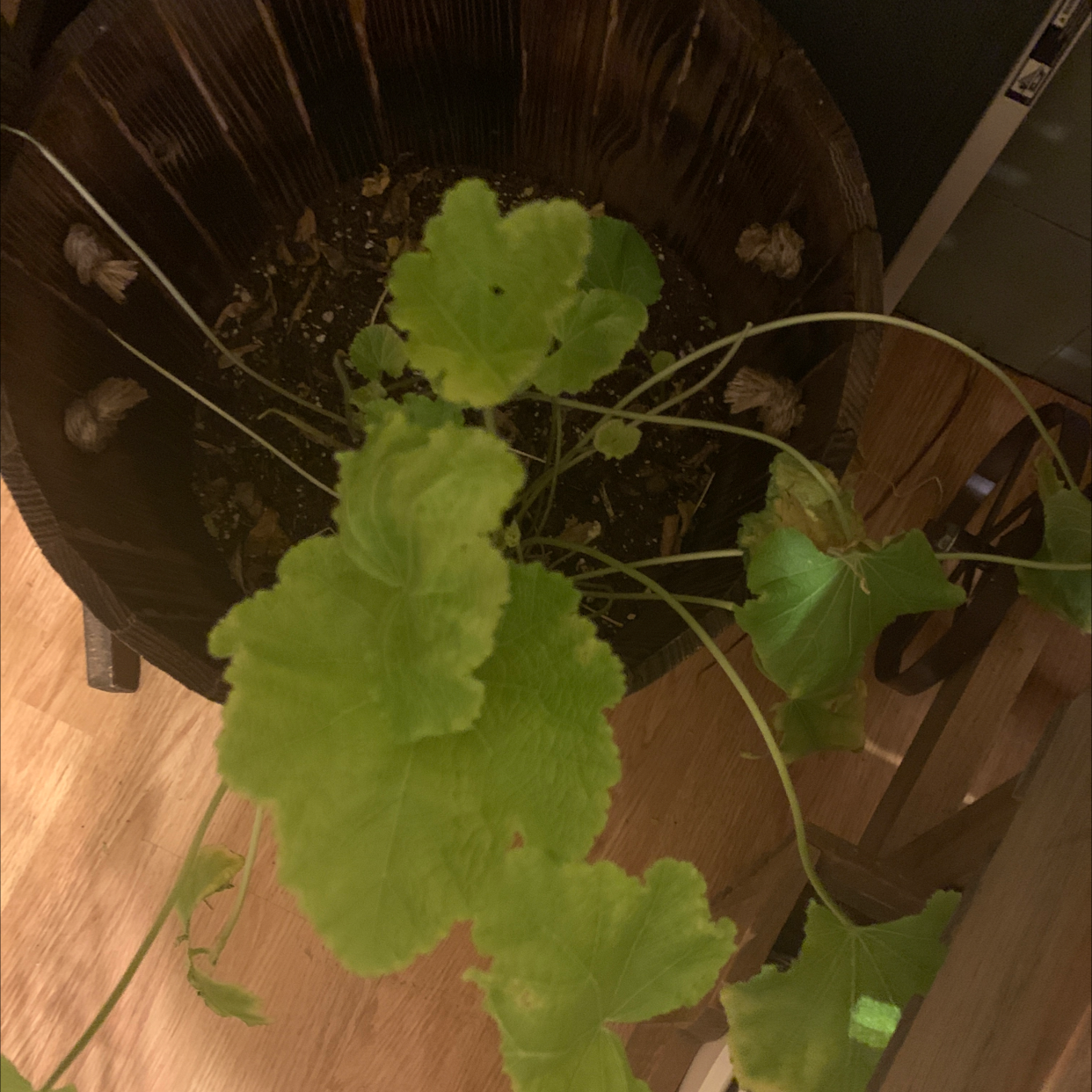 Zonale Geranium plant with green leaves in a pot, well-framed and centered.