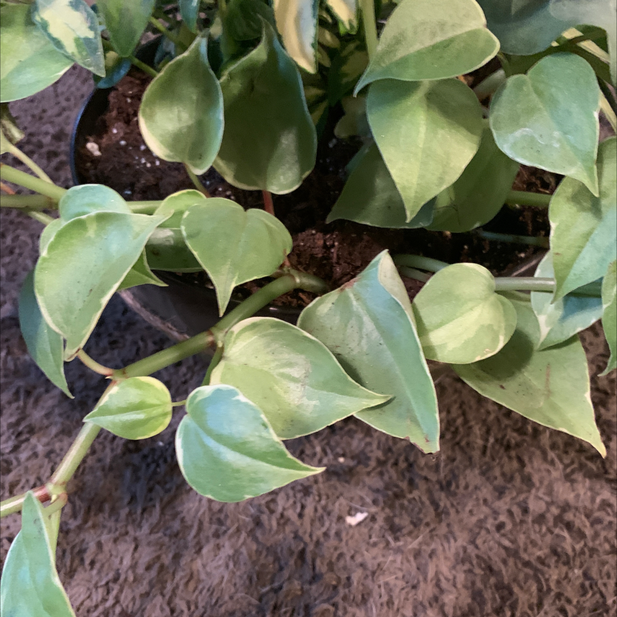 Healthy vining peperomia plant with vibrant green heart-shaped leaves trailing out of a small pot with visible soil.