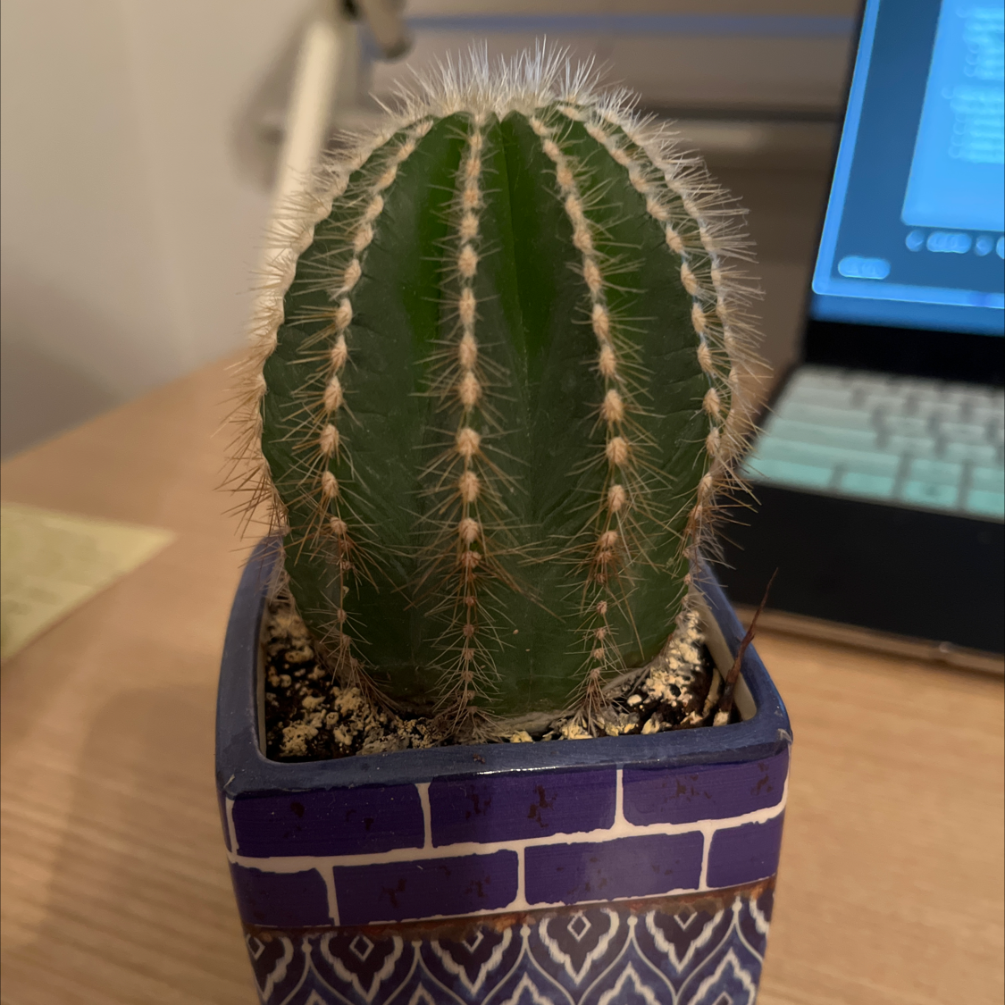 Cephalocereus polylophus cactus in a decorative pot on a desk.