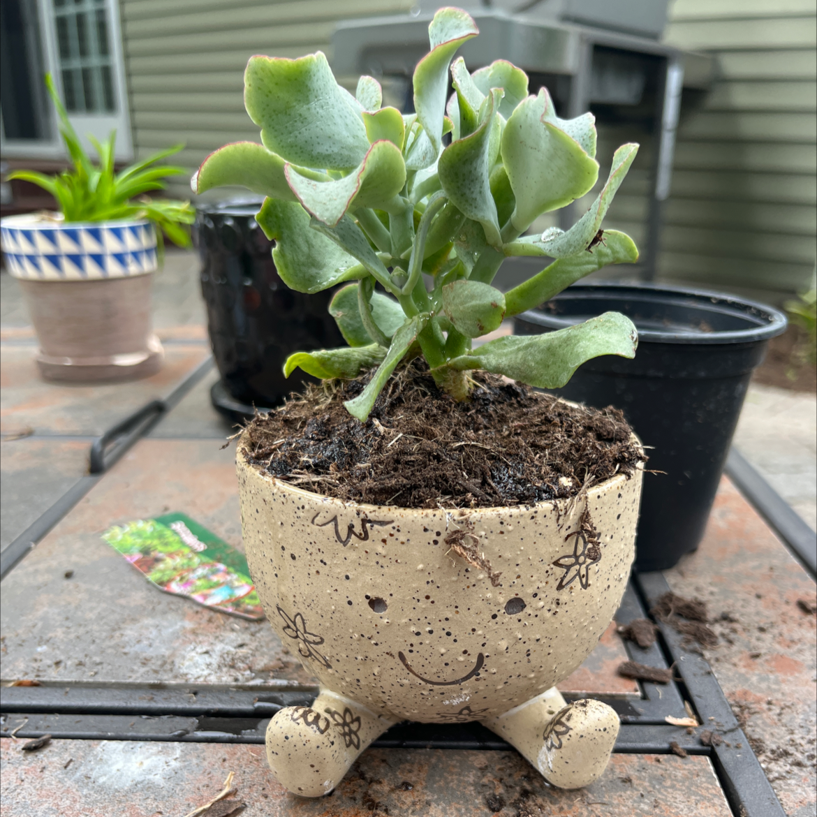 Silver Dollar Plant in a decorative pot with a smiling face, healthy and well-framed.