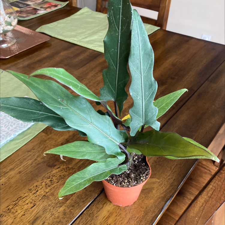 Potted Purple Sword plant with elongated, wavy-edged leaves on a wooden table.