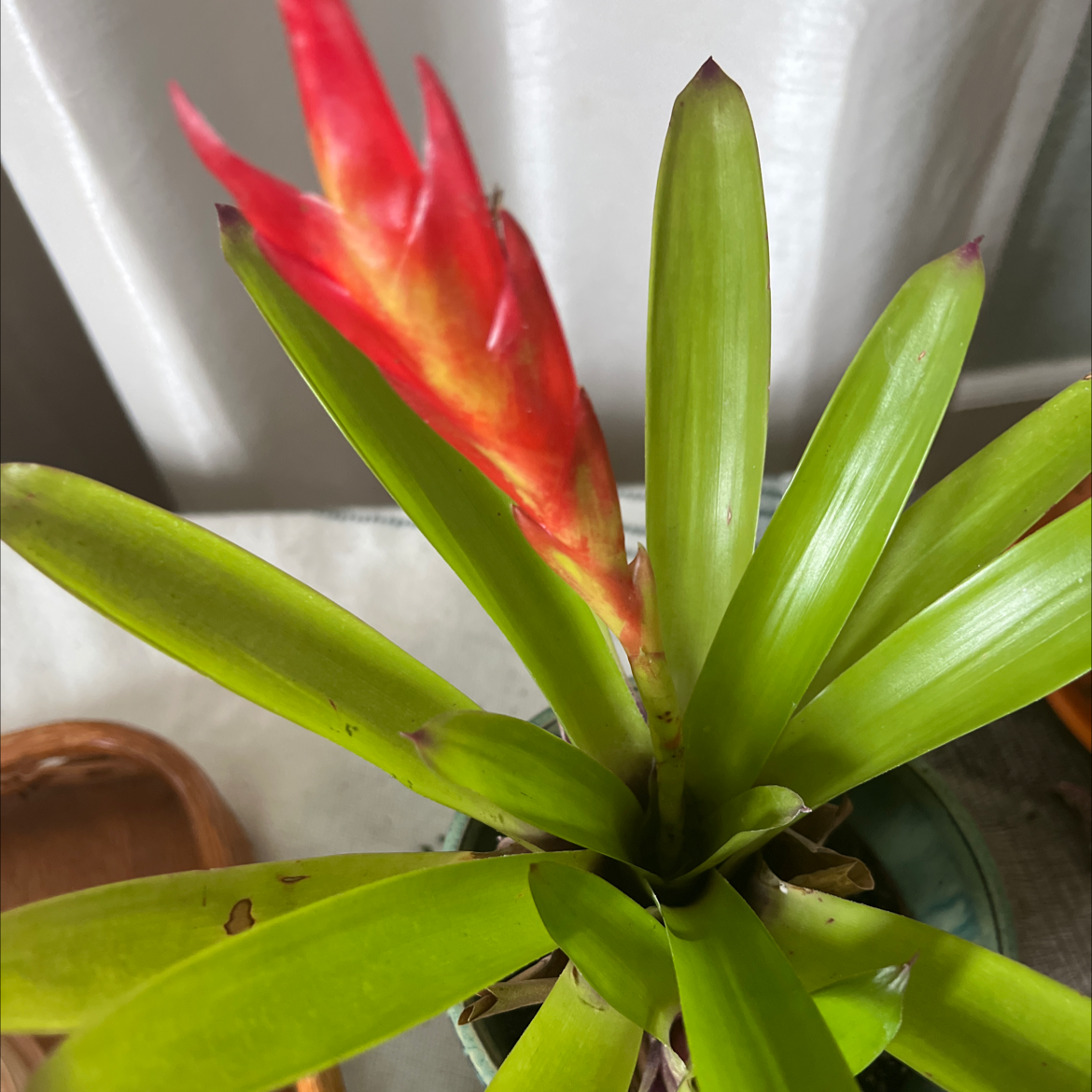 Flaming Sword plant with red flower spike and green leaves, minor browning at leaf tips.