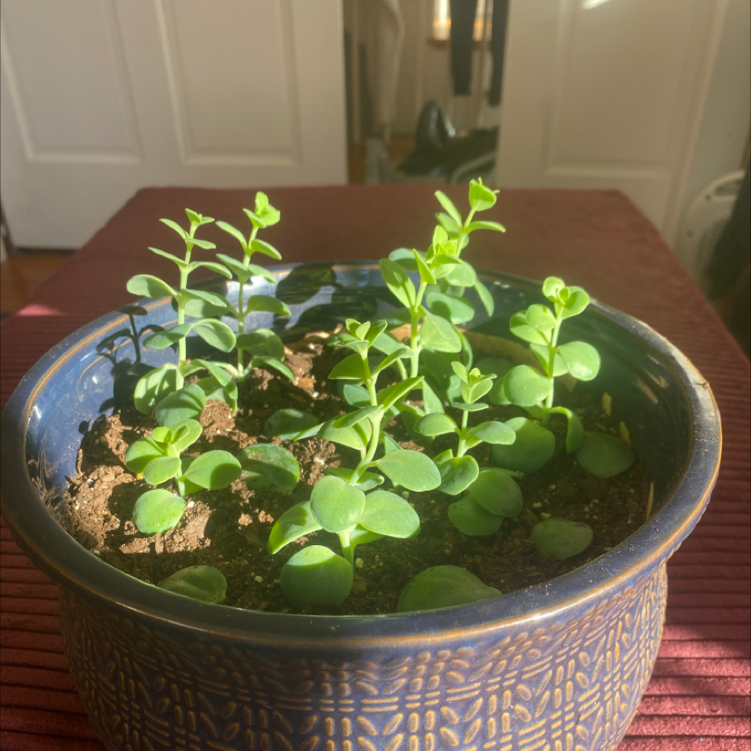 Potted Marnier's Kalanchoe with multiple green stems and leaves in a blue pot.