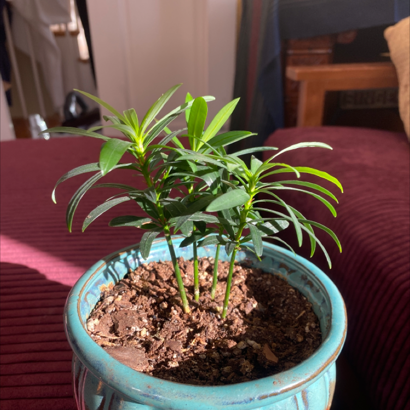 Photo of the plant species Podocarpus costalis by @GorgeousJubaea named Your plant on Greg, the plant care app