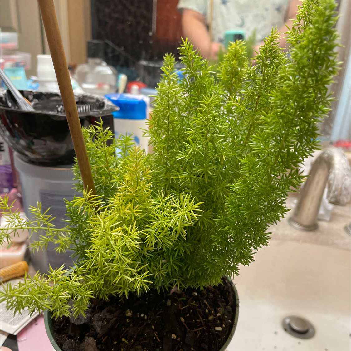 Sprenger's Asparagus plant in a pot with visible soil, healthy green foliage, and a bathroom background.