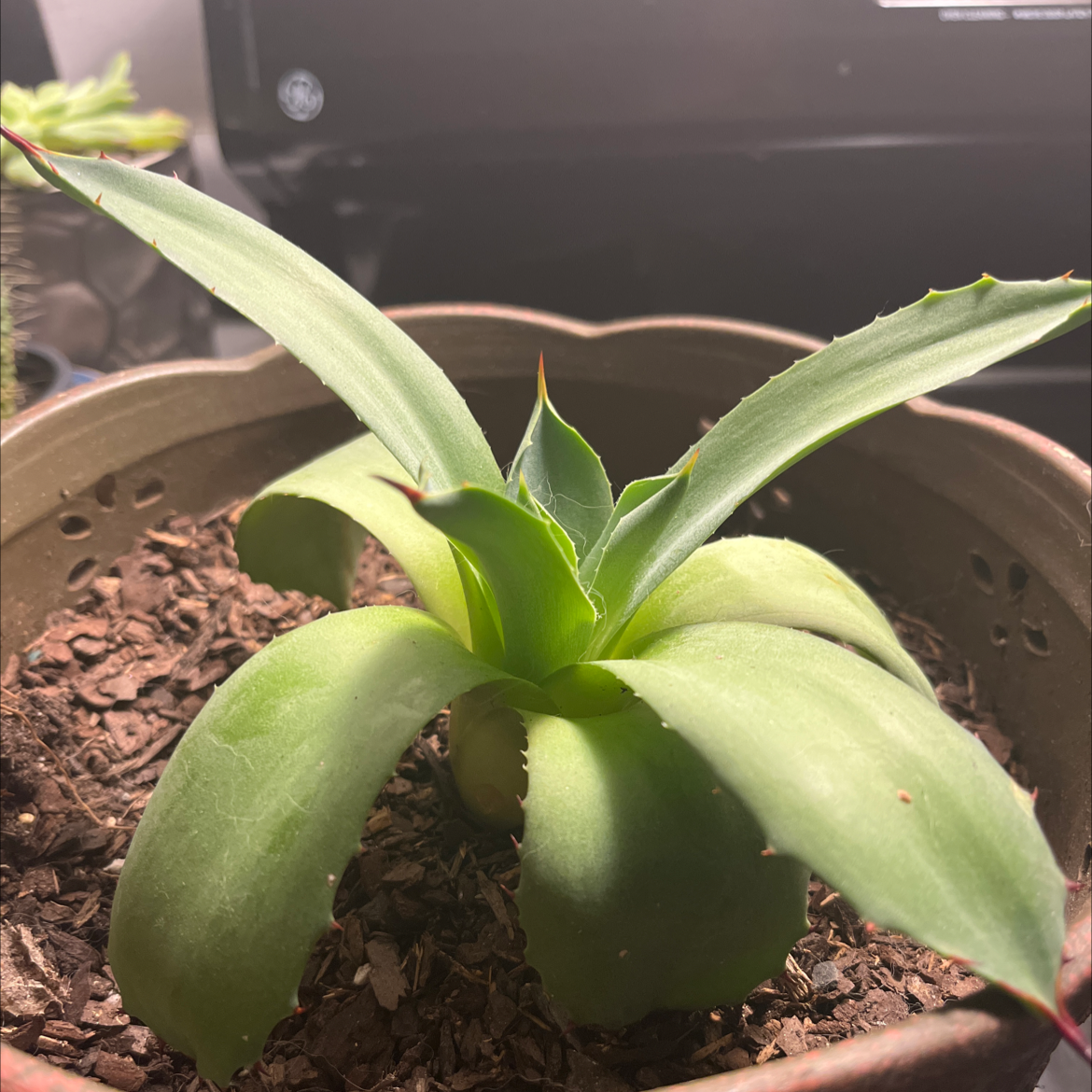 Butterfly Agave plant in a pot with visible soil and slight browning at leaf tips.