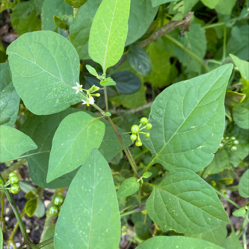 American Black Nightshade plant with green leaves and small white flowers.