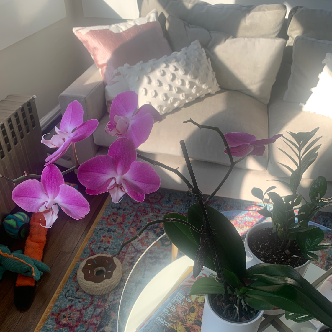 Moon Orchid with vibrant pink and white flowers, healthy leaves, and visible soil.