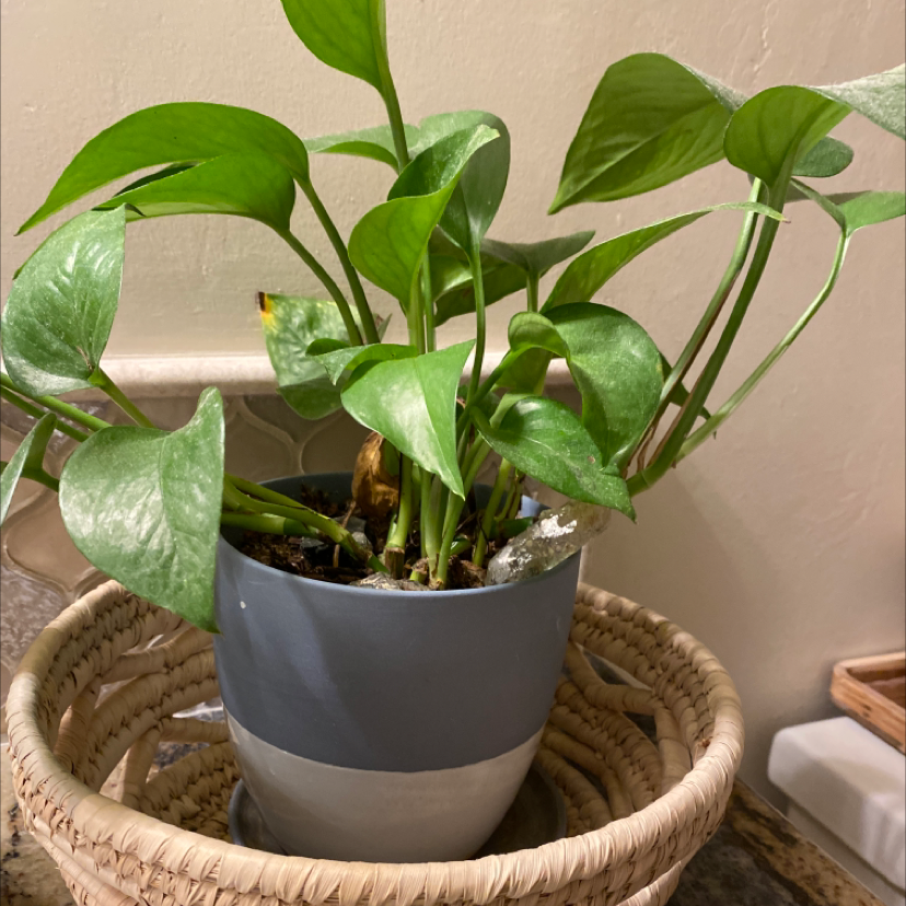 Taro Vine plant photo by @IndomitableHope named Marley on Greg, the plant care app.