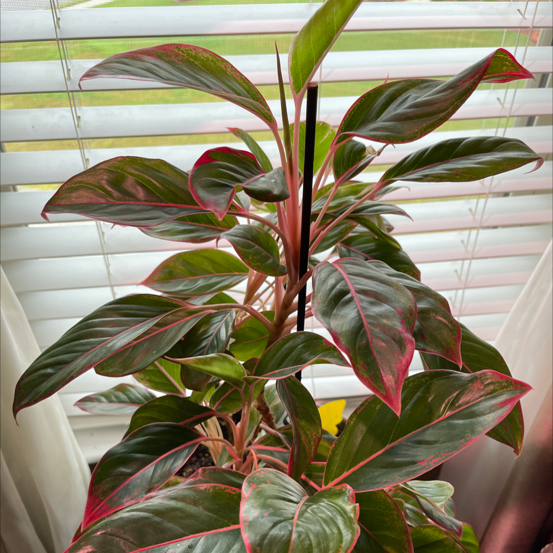 Healthy Never Never Plant with vibrant green and red-edged leaves near a window.