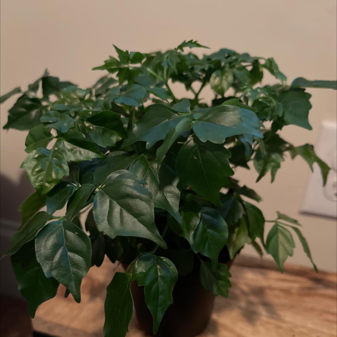 Hands holding up a healthy, mature China Doll houseplant with lush green compound leaves for inspection.