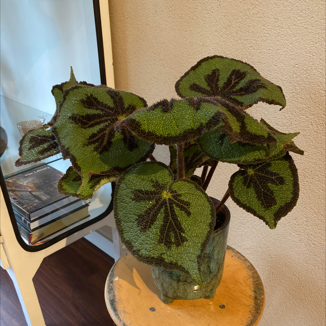 Healthy Iron Cross Begonia with distinctive dark markings on its leaves in a pot.