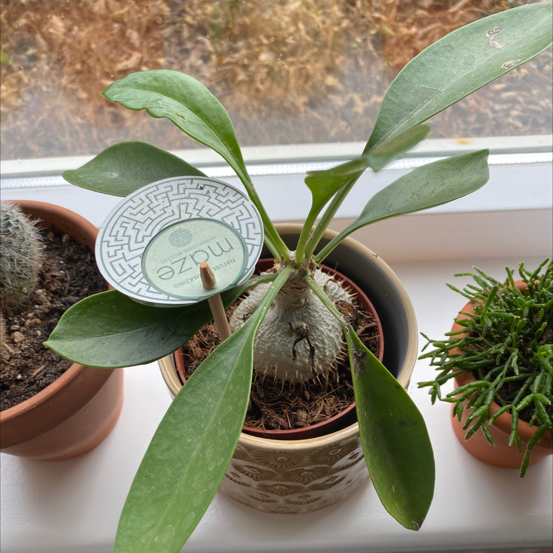 Photo of the plant species ant plant by @ImpishCat named Mayaplant on Greg, the plant care app