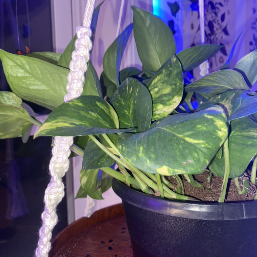 Jade Pothos plant photo by @gwentheplantmom named Joana on Greg, the plant care app.