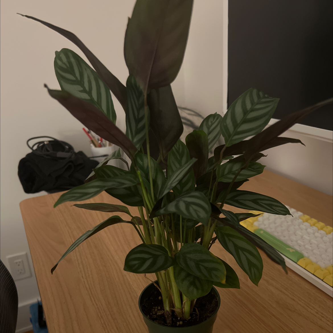 Photo of the plant species Never Never Plant by @DeliberateOmnom named prayingg on Greg, the plant care app