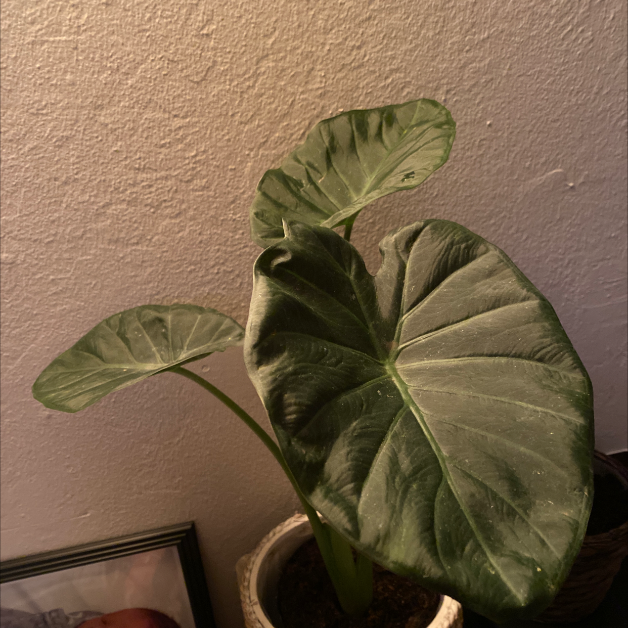 New Guinea Shield plant with large, healthy green leaves in a pot.