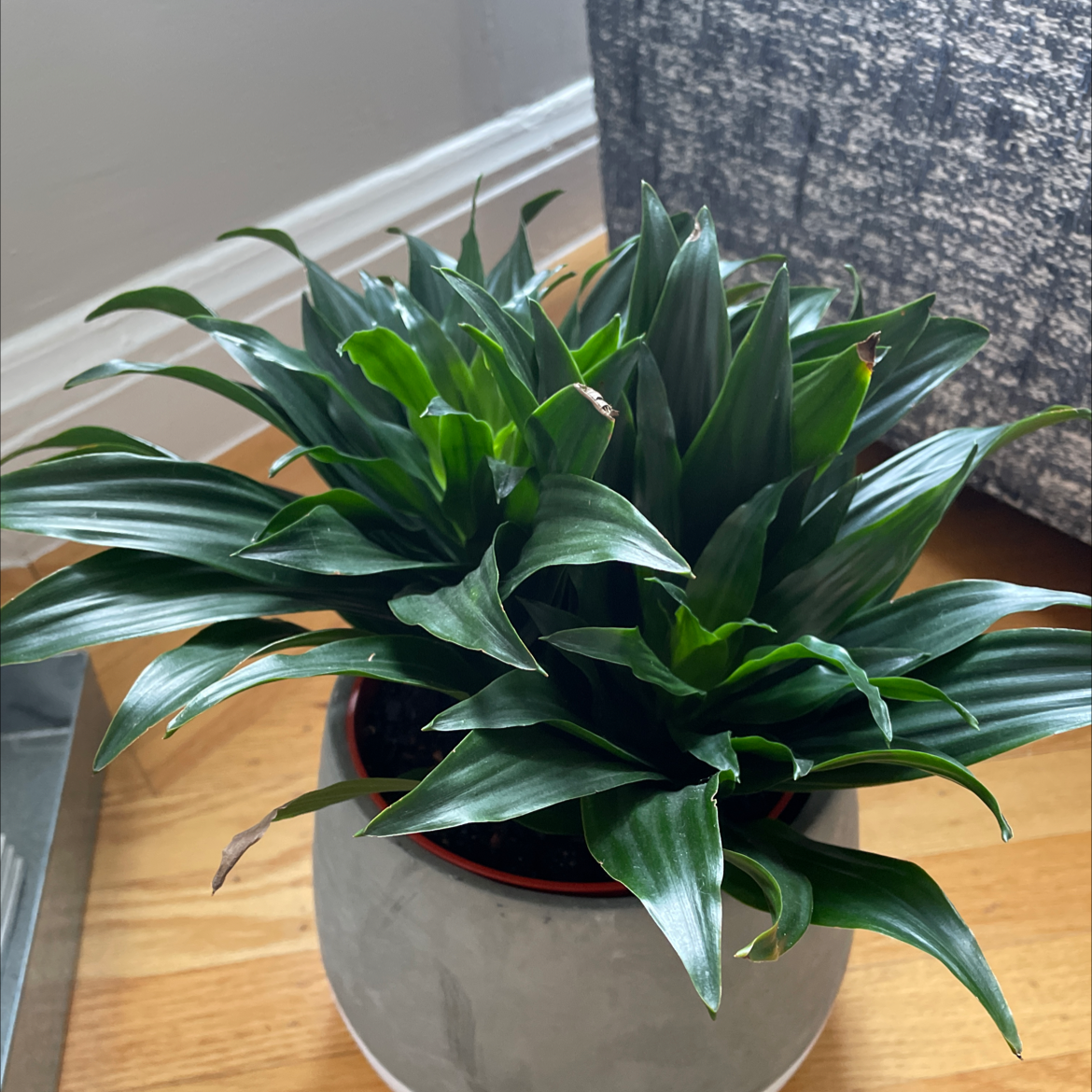 Photo of the plant species Dracaena 'Janet Craig Compacta' by @BeautifulSalsa named Your plant on Greg, the plant care app