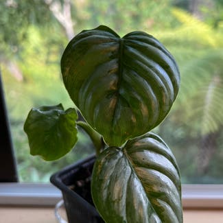 Window Leaf plant in Auckland, Auckland