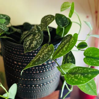 Satin Pothos plant in Auckland, Auckland