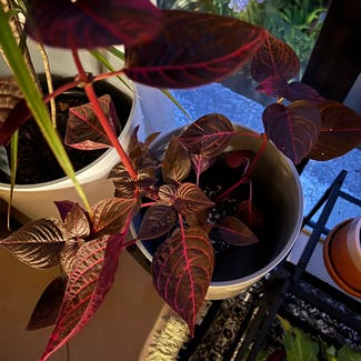 Herbst's Bloodleaf plant in Auckland, Auckland