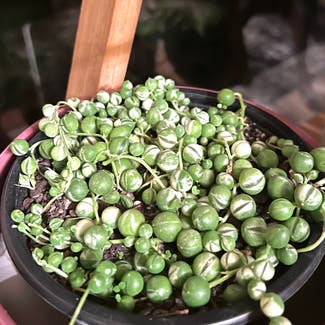 String of Pearls plant in Auckland, Auckland