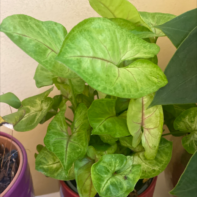 Syngonium 'Gold Allusion' plant with vibrant green leaves in a pot, partially visible soil.
