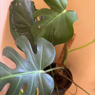 Monstera plant in Auckland, Auckland