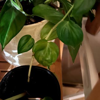 Vining Peperomia plant in Auckland, Auckland
