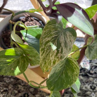 Marble Queen Pothos plant in Auckland, Auckland
