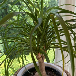 Bottle Palm Tree plant photo by @Raydensmom named Hairy on Greg, the plant care app.