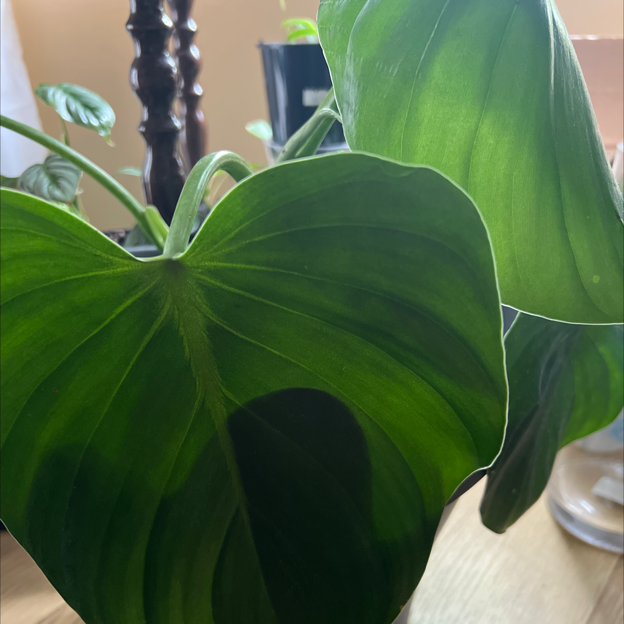 Plant care for Anthurium Angamarcanum on Greg, the plant care app