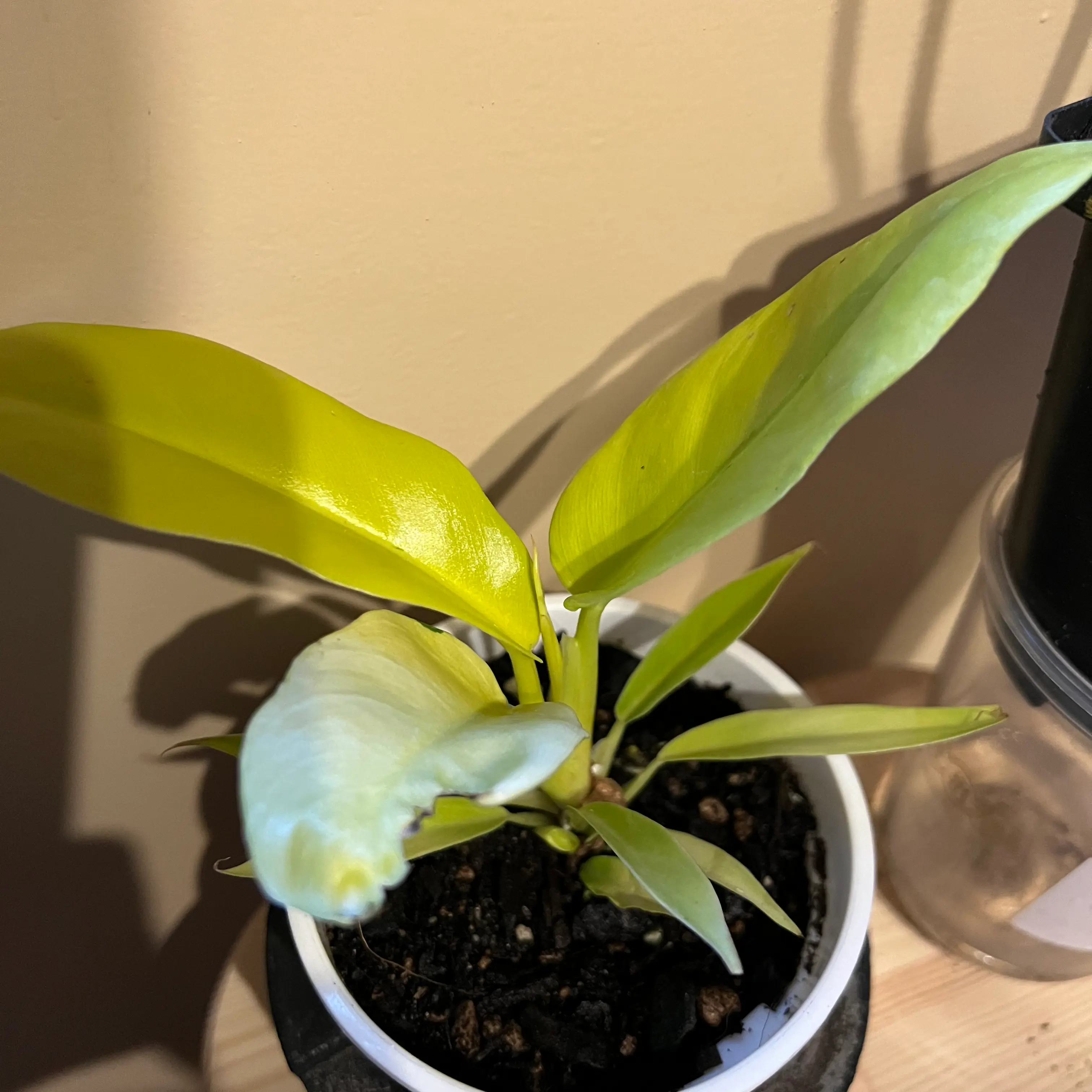 Potted Golden Crocodile plant with some yellowing leaves, visible soil.