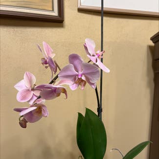 Phalaenopsis Orchid plant in Auckland, Auckland